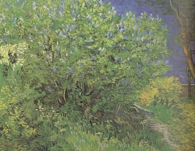 Vincent Van Gogh Lilacs (nn04) china oil painting image